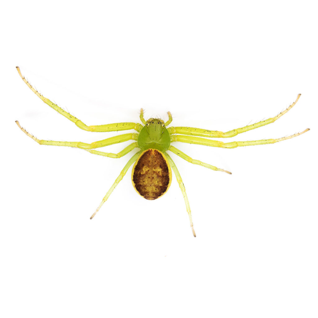 <p>Thomisidae, rapuhämähäkit</p>