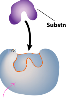 <p>which stage of the enzyme as catalyst is this? </p>