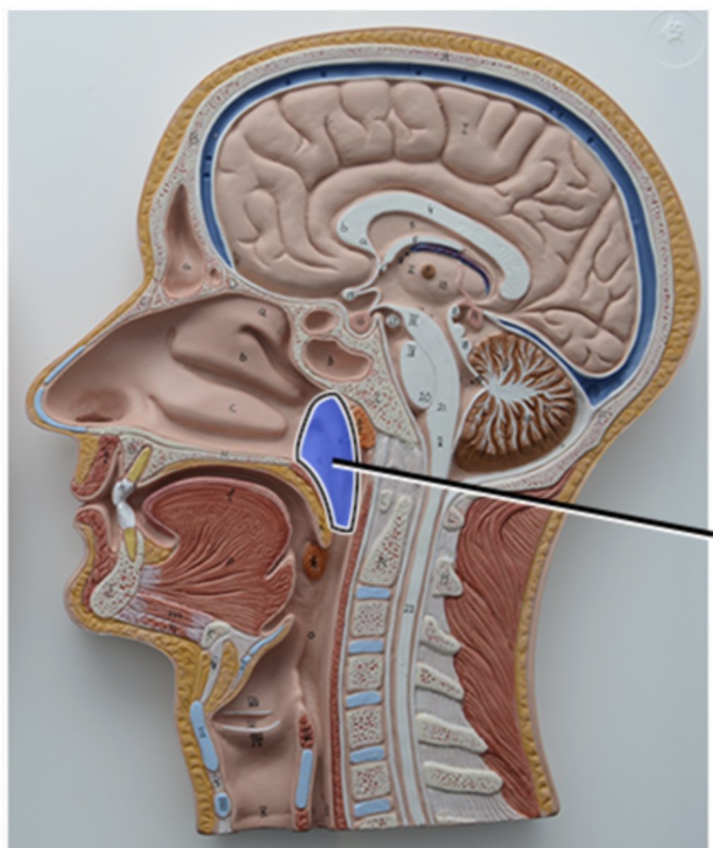 <p>receives auditory tubs and contains pharyngeal tonsil</p>