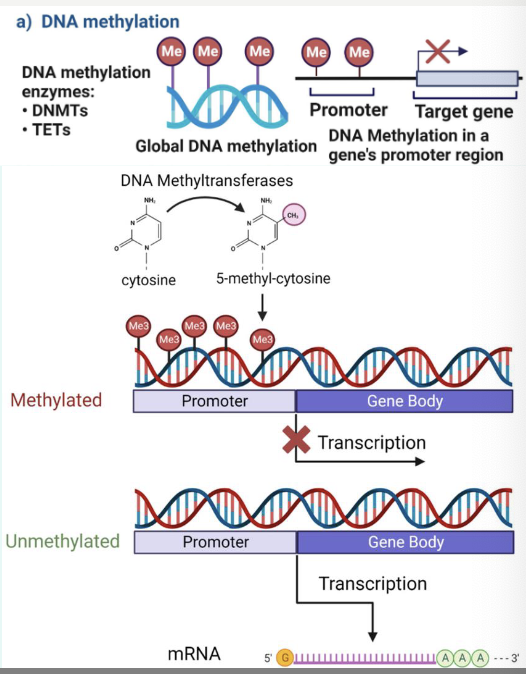 <p>» Occurs in CpG sites (not necessarily CpG island)</p><p>→ add a methyl group (–CH3) to cytosine based in DNA</p><p>» CpG sites: where C is followed by G in 5’-3’ direction</p><p>» CpG island: regions of DNA rich in C–G sequences</p><p>→ Often near gene promoters</p><p>» Enzymes involved:</p><p>DNA methyltransferases (DNMTs) → add –CH3 group</p><p>TET (Ten-eleven translocation enzymes) → remove it!</p><p>» Resulted in gene silencing (or gene activation when</p><p>removed)</p><p></p>