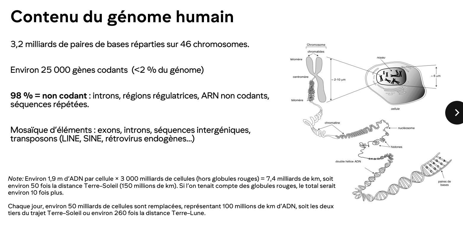 <ul><li><p>Codant: 1-2%, code protéines</p></li><li><p>Non codant: 98-99%, régulation, structure, expression </p></li></ul><p></p>