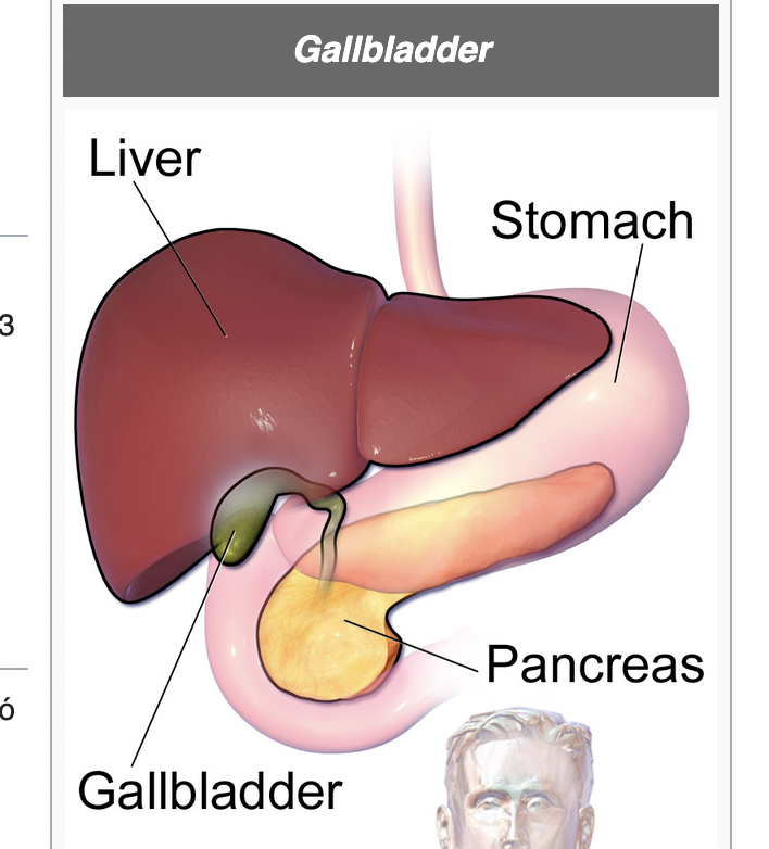 <p>Gallbladder</p>