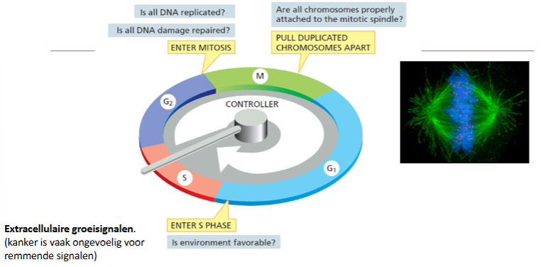 <p><strong>1. G1/S-controlepunt</strong> </p><p>Controleert of:</p><ul><li><p>de omgeving goed is (groeifactoren, voedingsstoffen);</p></li><li><p>het DNA niet beschadigd is.</p></li></ul><p>Bij DNA-schade:<br>p53 ↑ → p21 ↑ → remt Cdk → cel stopt of gaat naar G0.</p><p><strong>2. G2/M-controlepunt</strong> </p><p>Controleert of:</p><ul><li><p>al het DNA volledig is gerepliceerd;</p></li><li><p>er geen DNA-breuken zijn.</p></li></ul><p>Indien schade:<br>Chk1/Chk2 remmen o.a. <strong>Cdc25</strong>, waardoor M-Cdk inactief blijft → cel blijft in G2.</p><p><strong>3. Spindle assembly checkpoint (M-controlepunt)</strong> </p><p>Controleert of:</p><ul><li><p><strong>alle chromosomen</strong> correct aan het spoelfiguur vastzitten via hun kinetochoren.</p></li></ul><p>Indien niet:<br>→ APC/C blijft <strong>inactief</strong><br>→ geen separase activatie → geen anafase.</p>
