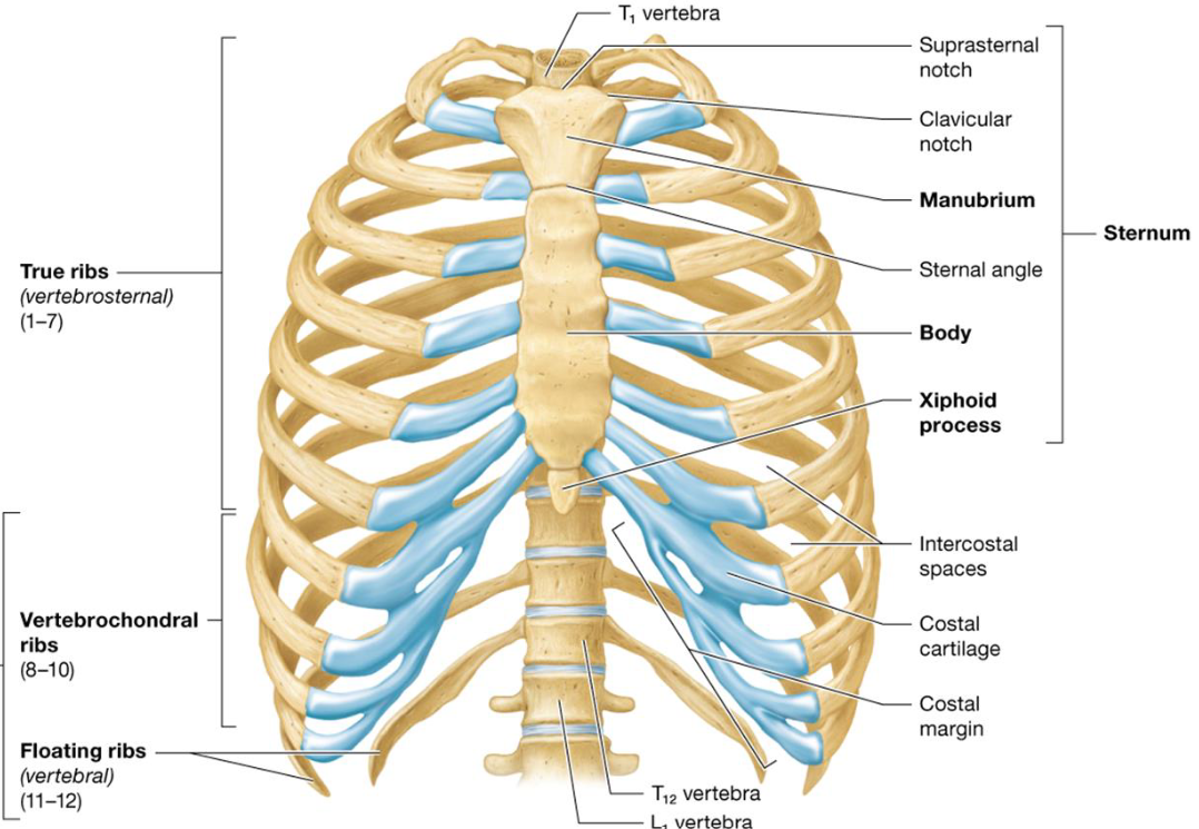 <ul><li><p>3 Fused bones</p><ul><li><p>Manubrium: superior with clavicular notches</p></li><li><p>Body: midportion</p></li><li><p>Xiphoid Process: inferior site of muscle attachment</p><ul><li><p>not ossified till 40</p></li></ul></li></ul></li></ul><p></p>