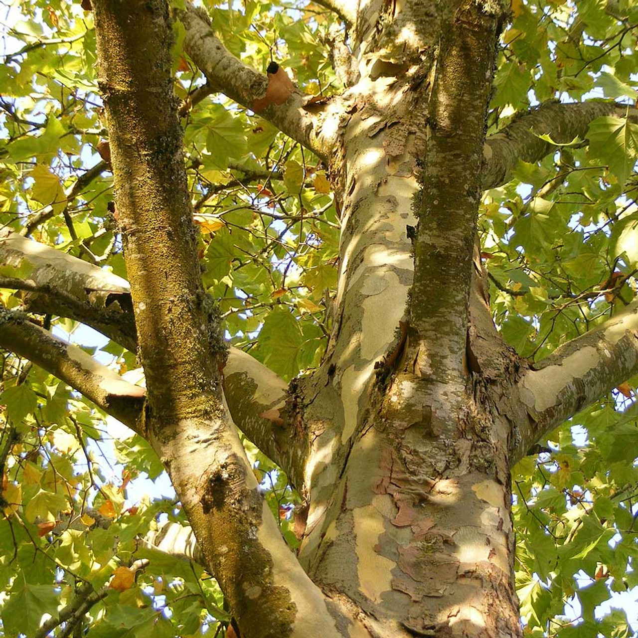 <p>Biggest tree east of the Rockies, big white smooth bark, simple palmately lobed maple-like leaves with shallow sinuses, no true terminal bud, fruit of multiple achenes shaped like gumballs, hollows out when old and provides important habitat for wildlife</p>