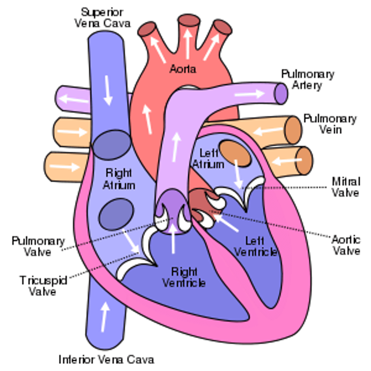 <p>1. right atrium (deoxygenated blood)</p><p>2. rigth ventricle</p><p>3. pulmonary trunk and pulmonary arteries</p><p>4. in pulmonary capillaries, blood loses CO2 and gains O2</p><p>5. pulmonary veins (oxygenated blood)</p><p>6. left atrium</p><p>7. left ventricle</p><p>8. aorta and systemic arteries</p><p>9. in systemic capillaries, blood loses O2 and gains CO2</p>