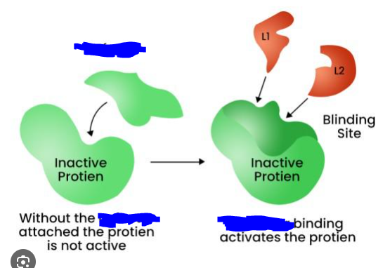<p>Protein helper molecules that allow enzymes to work optimally or to even work in general. These can temporarily be bound to enzymes through ionic or hydrogen bonds or can permanently be bound to them through covalent bonds.</p>