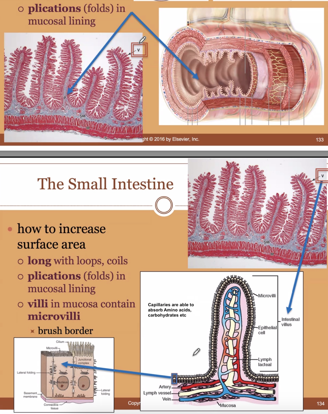 <ol><li><p>Length - so long it has to loop/coil to fit in abdomen</p></li><li><p>Plications = folds/ridges in the mucosal lining (wall)</p></li><li><p>Villi = fingerling projections on the plications; contain microvilli</p></li><li><p>Microvilli = cells with their own fingerlike projections on the => Brush Border ; Simple columnar ET</p></li></ol><p></p>