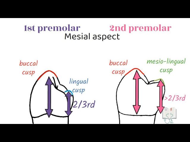 <p>Mand FIRST premolar (34/44) have a smaller lingual cusp than the maxillary premolars </p><p></p>