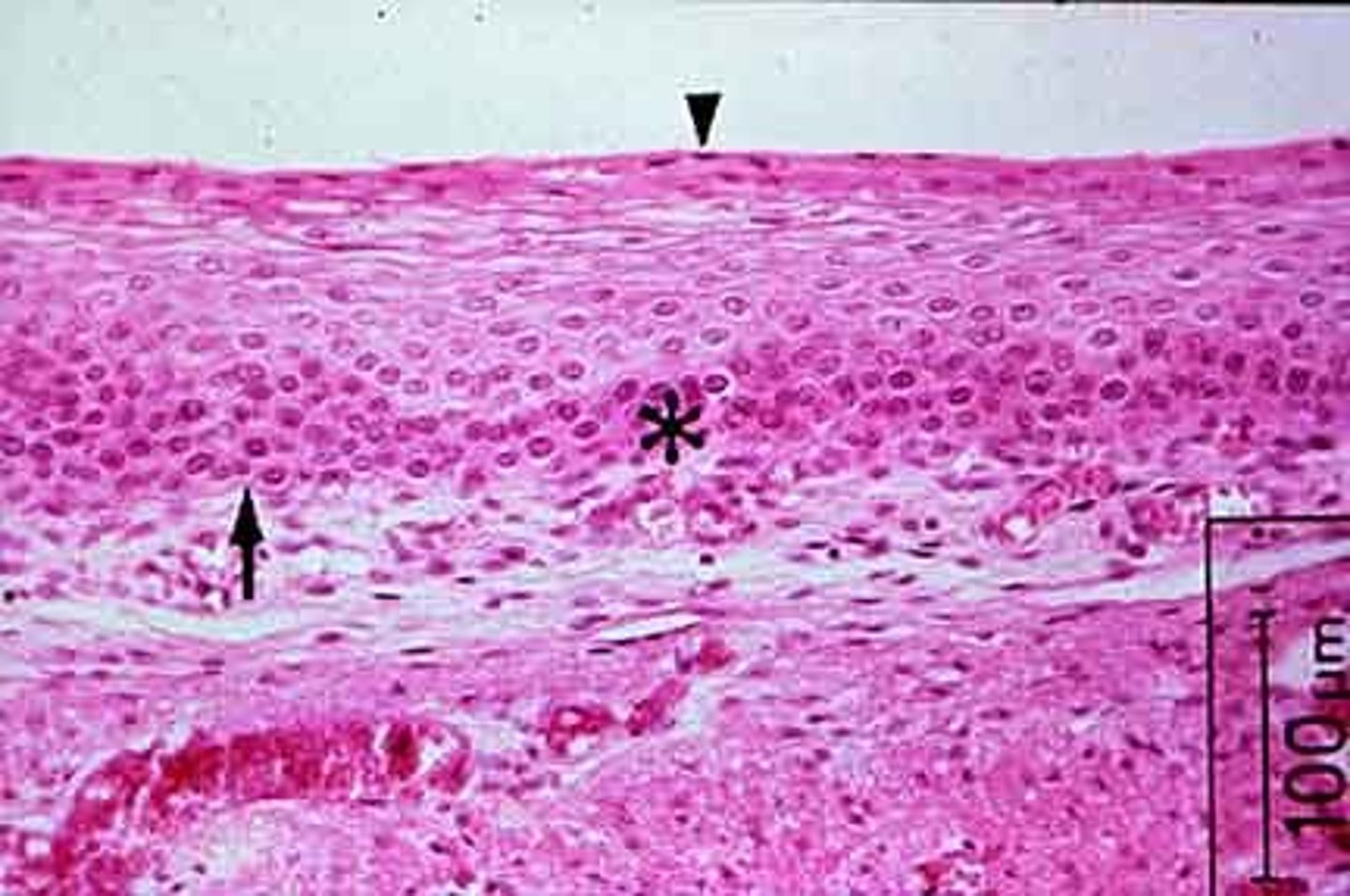 <p>Where is this epithelial tissue found?</p>