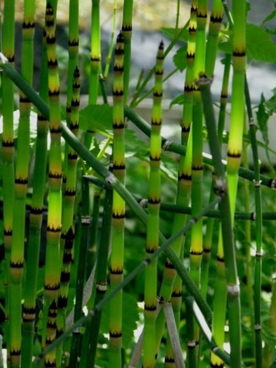 <p>Vascular, seedless, superficial bamboo-like exterior; has a jointed look to it</p>
