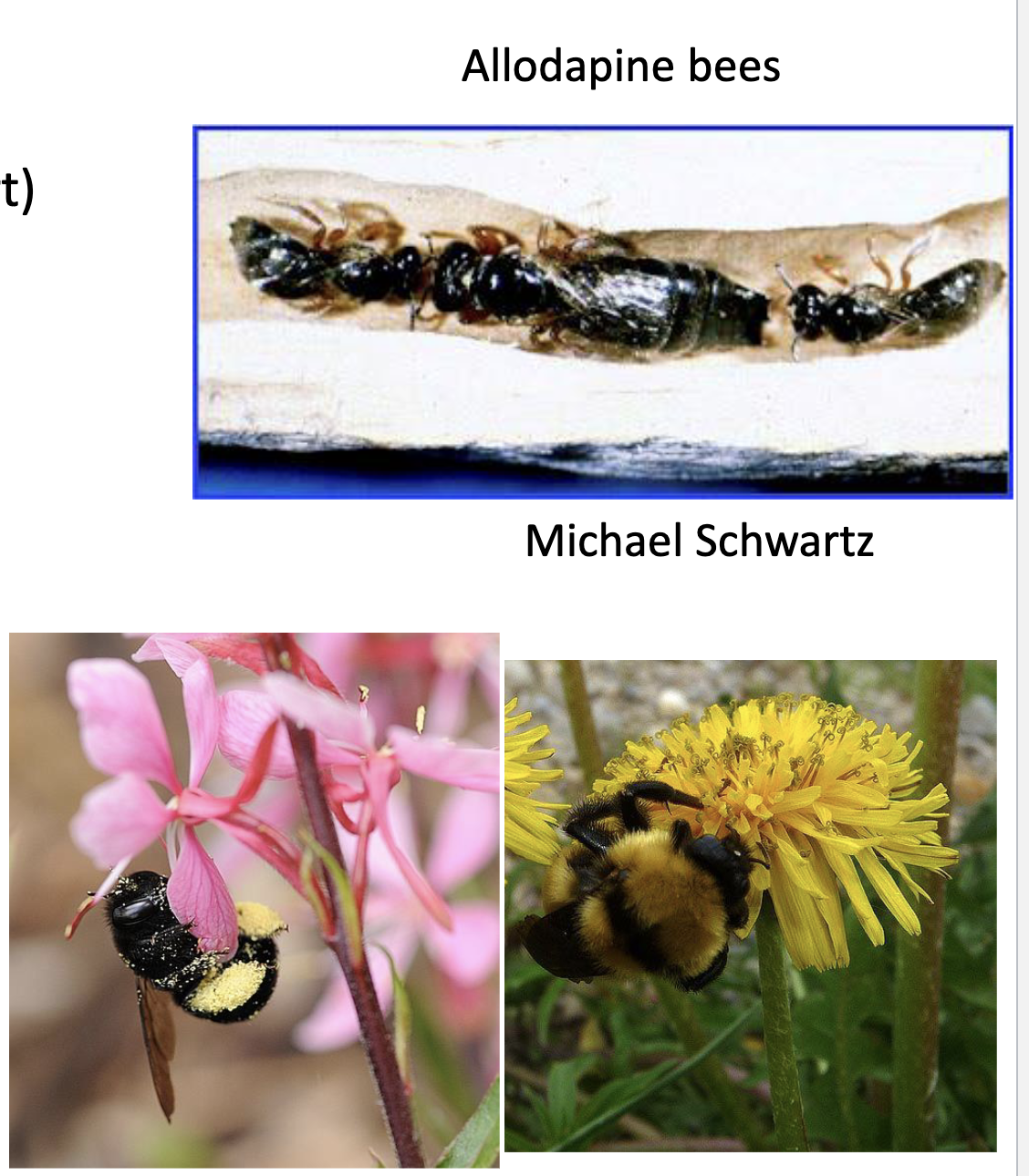 <ul><li><p>large and diverse group of bees</p></li><li><p>some have scopae (hairy legs for pollen transfer)</p></li><li><p>some have pollen baskets (curved depression on hind leg)</p></li></ul>