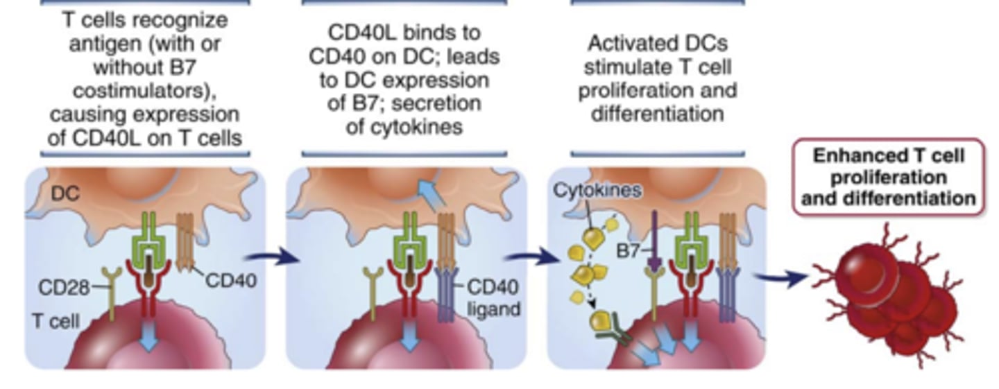 <p><strong><span class="bgP">CD40 </span><span style="text-decoration:underline"><span class="bgP">ligand</span></span><span class="bgP"> (CD40L)****</span></strong></p><p>(affect CD4+ T cell most, CD8+ not so much)</p>