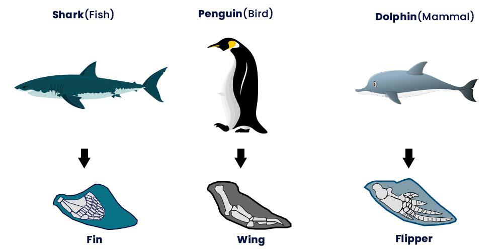 <p><span style="color: #e89aff"><strong>Body parts that share a common function, but not structure</strong>. </span></p><p><span>Examples are the wing of a bee and the wing of a bird.</span></p>