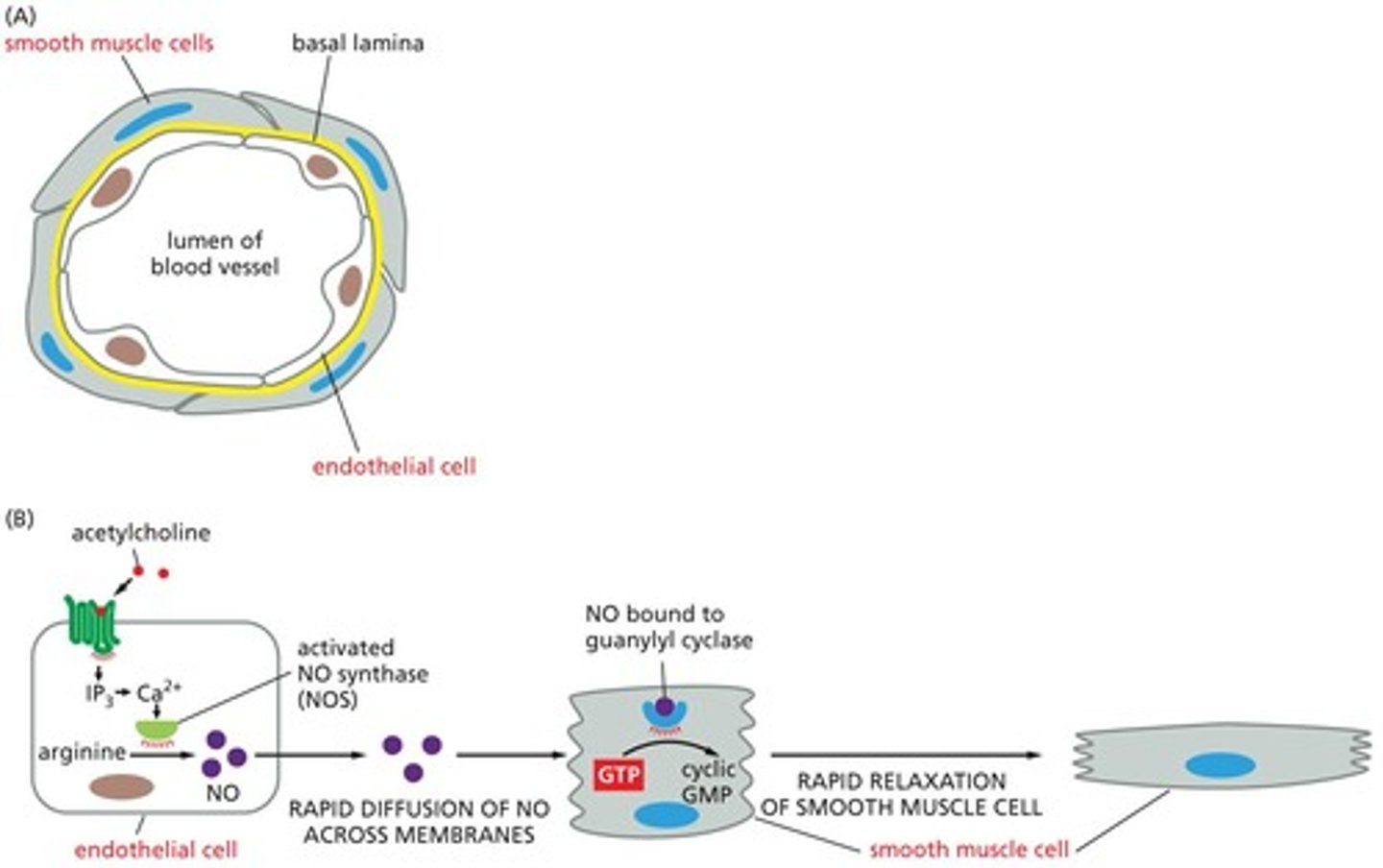 <p>NO triggers smooth muscle relaxation by diffusing into adjacent smooth muscle cells and regulating specific proteins.</p>