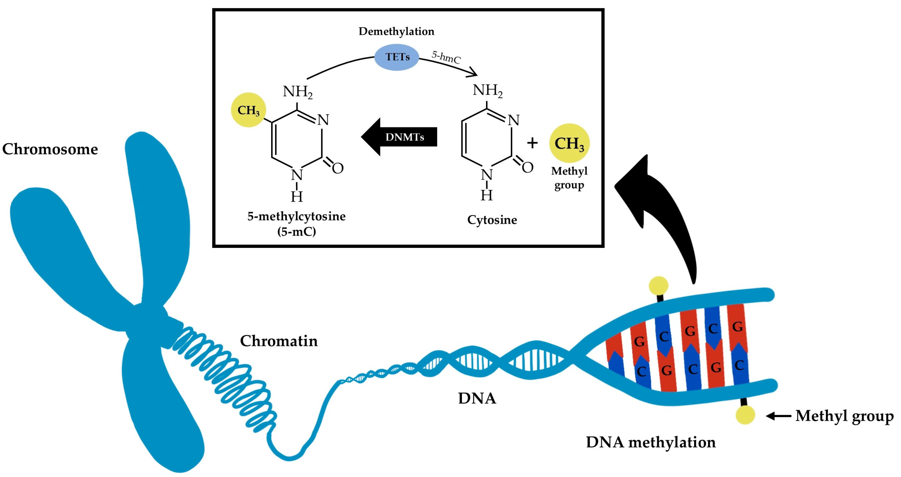 <p>methyl groups (small hydrocarbon molecules) attach to particular nucleotides making DNA more coiled and reducing transcriptions. Epigenetics can cause more or less methylation</p>