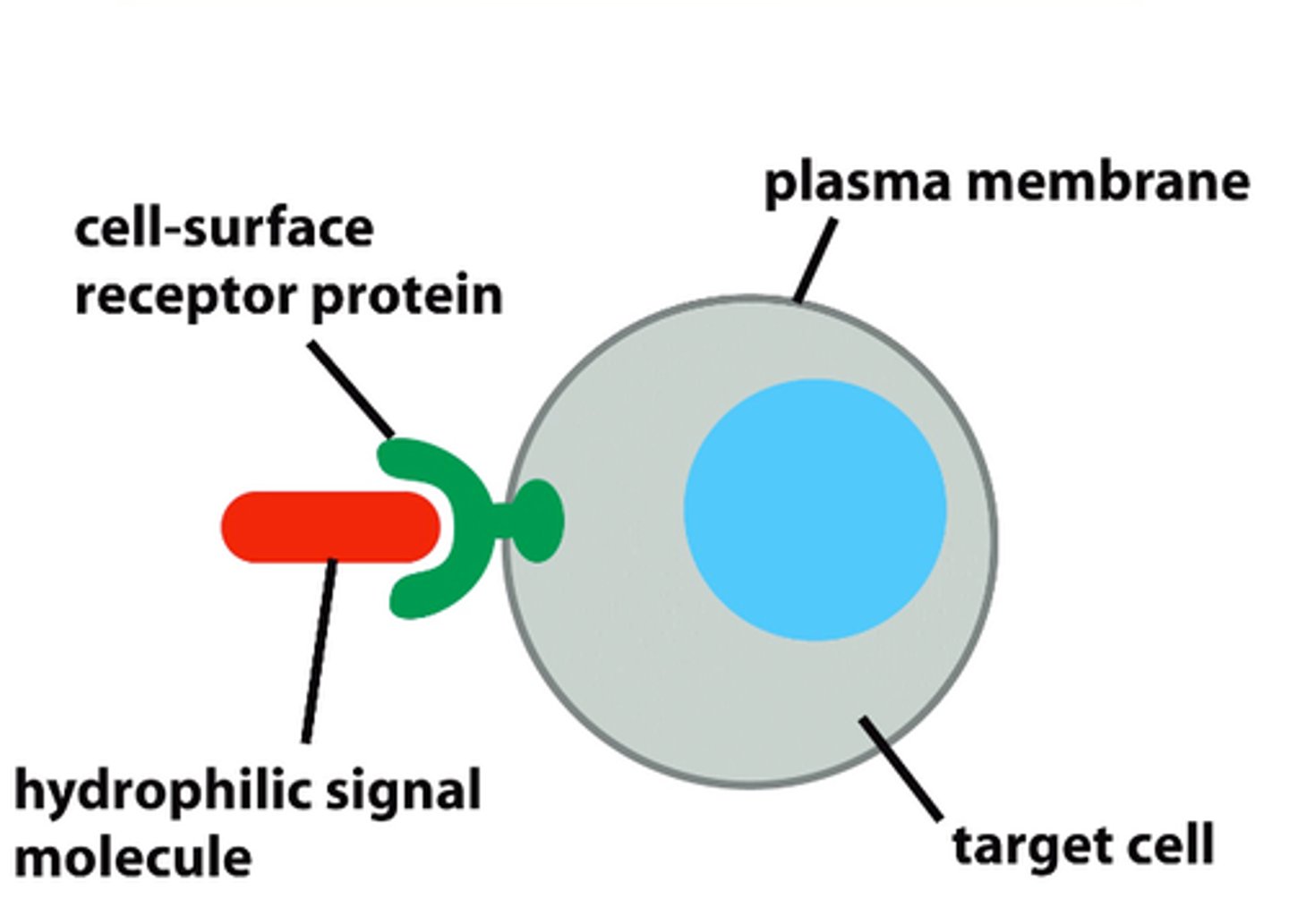 <p>- can dissolve and are easily transported in extracellular fluid<br>- binds to receptor proteins on surface of cell</p>