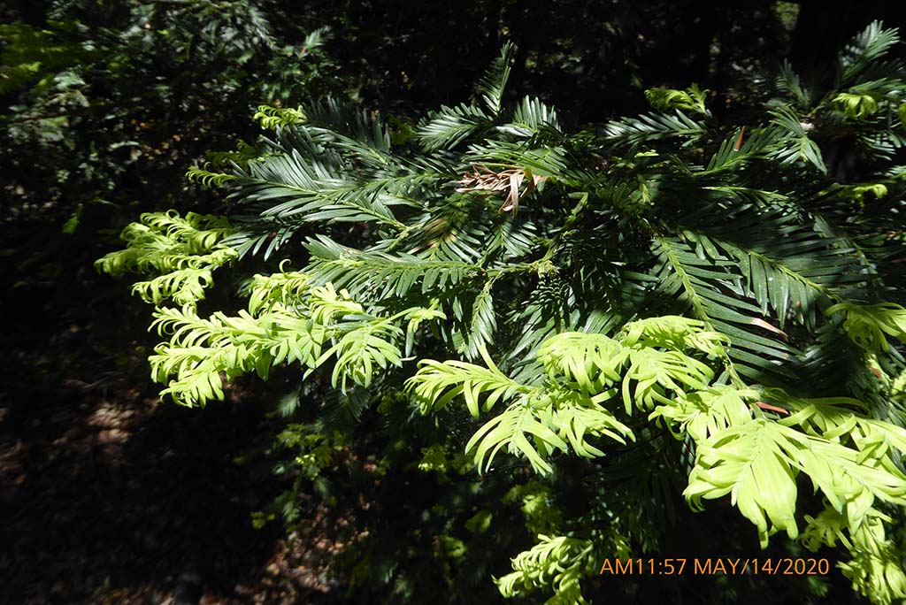 <p>coast redwood</p>