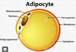 <p>Cell comprised mostly of a fat reservoir that is broken down to provide <strong>atp energy</strong> for the <strong>endotherms</strong></p>