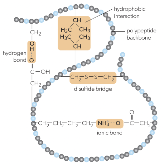 <p>folding of a single protein/polypeptide chain into a 3D structure with a hydrophobic core, giving proteins their functional properties (ex. active sites on enzymes), stabilized by:</p><ul><li><p>interactions between R-groups of amino acids</p></li><li><p>ionic bonds</p></li><li><p>hydrogen bonds</p></li><li><p>hydrophobic bonds</p></li><li><p>disulfide bridges</p></li></ul><p></p>
