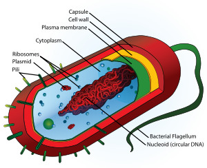 -no membrane-bound organelles
-Unicellular
-Domains bacteria and archaea
-DNA in nucleoid region
-small
