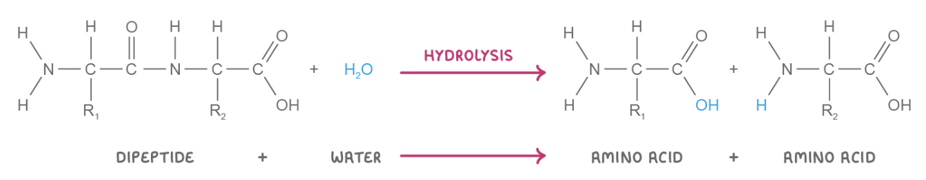 <p>When a water molecule is added to a dipeptide, the peptide bond is broken, and 2 amino acids are released.</p>