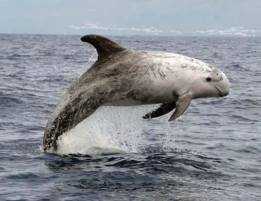 <p>Tall and curved dorsal fin, no prominent beak, white scars all around the body (social interactions). </p>