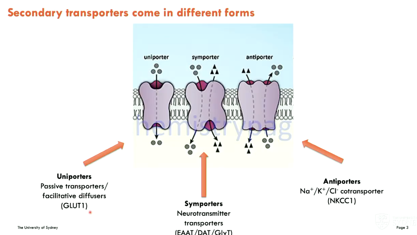 <ol><li><p><strong>Uniporters:</strong> passive transporters/facilitative diffusers (GLUT1)</p></li><li><p><strong>Symporters:</strong> neurotransmitter transporters (EAAT/DAT/GlyT)</p></li><li><p><strong>Antiporters:</strong> Na<sup>+</sup>/K<sup>+</sup>/Cl<sup>-</sup> cotransporter (NKCC1)</p></li></ol><p></p>