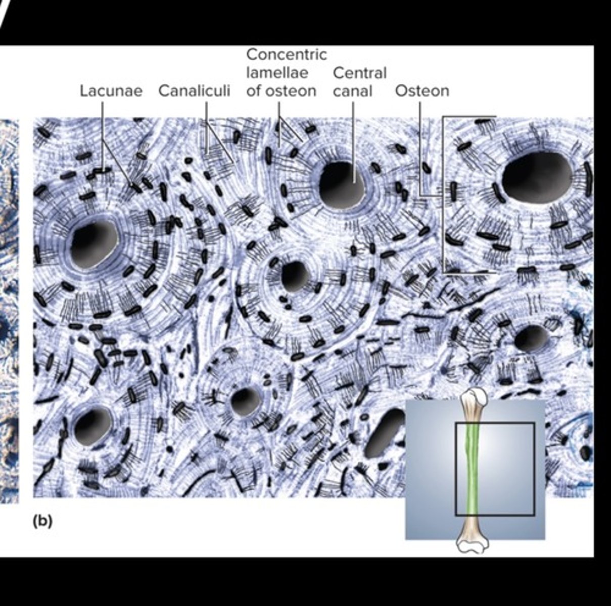 <p>Dense, hard connective tissue composing the skeleton</p>
