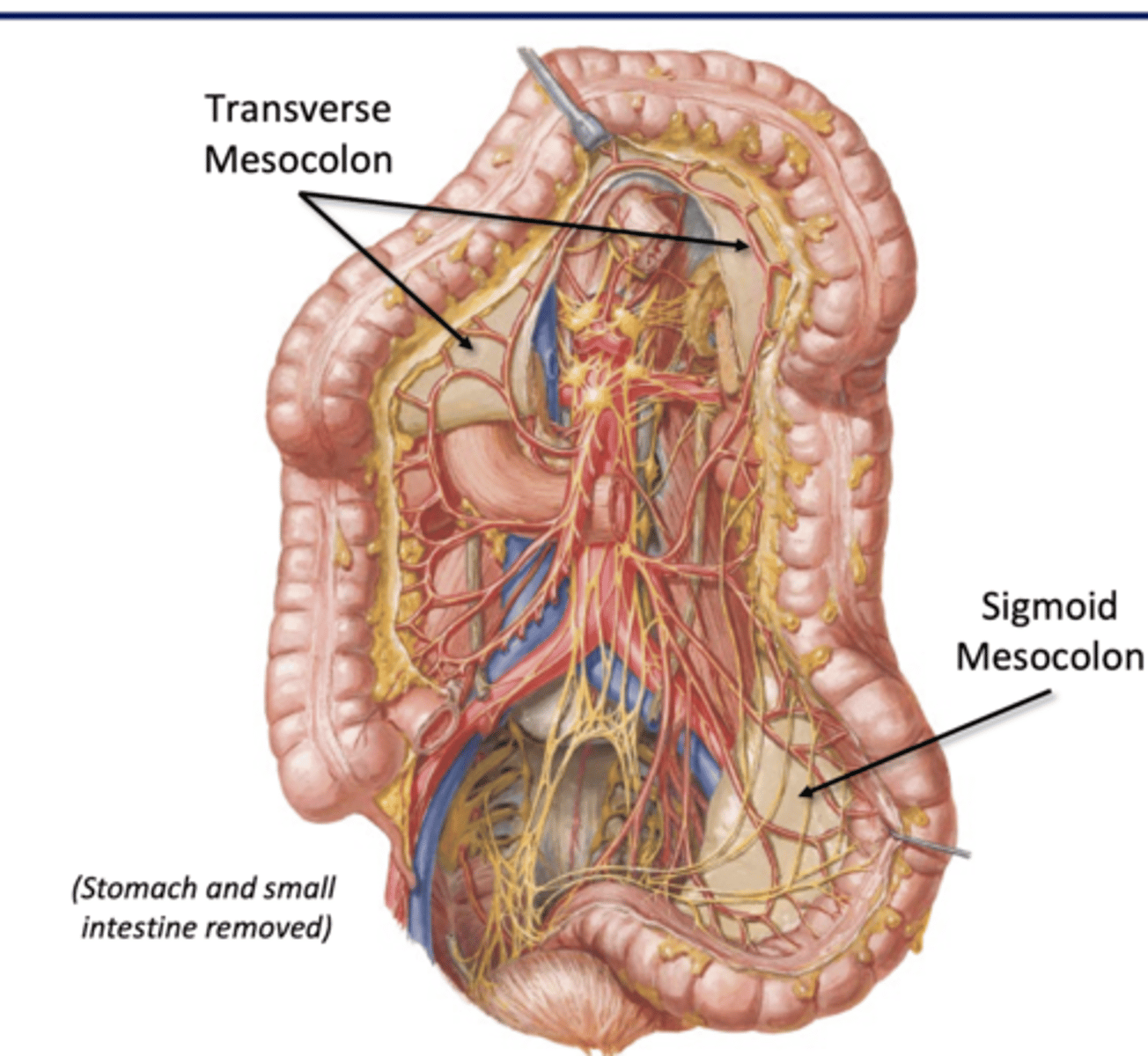 <p>Transverse</p><p>-transverse colon to post wall</p><p>-superior mesenteric a, portal vein tributaries</p><p>Sigmoid</p><p>-sigmoid colon to post wall</p><p>-inferior mesenteric a, portval vein tributaries</p><p>**no mesentery for ascending/descending colon bc they secondarily retroperitoneal**</p>