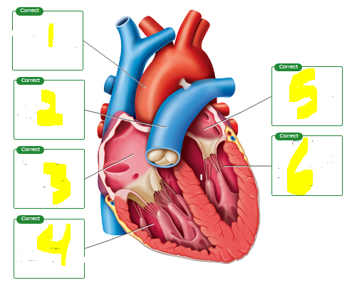 <p>Drag the labels to the location of the structure being described.</p><ul><li><p>chamber that pumps blood to the pulmonary circuit</p></li><li><p>vein carrying oxygen poor blood</p></li><li><p>artery carrying oxygen rich blood</p></li><li><p>chamber that is first to depolarize during cardiac cycle</p></li><li><p>first chamber to receive oxygen-rich blood </p></li><li><p>artery carrying oxygen poor blood</p></li><li><p>chamber responsible for pumping blood to the majority of the body</p></li><li><p>vein carrying oxygen-rich blood</p></li></ul><p></p>