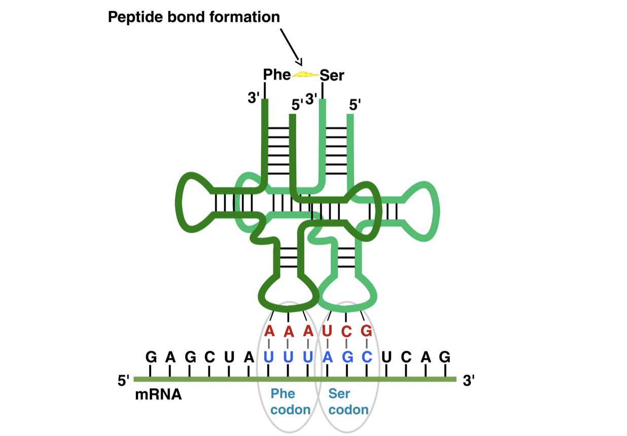 <ul><li><p>ribosome causes tRNA to sequentially bind to mRNA codons</p></li><li><p>the catalyzes the polymerization of the amino acids on the other end of the tRNAs</p></li><li><p>creates a string of amino acids, whose sequence is determined by the mRNA sequence</p></li></ul>