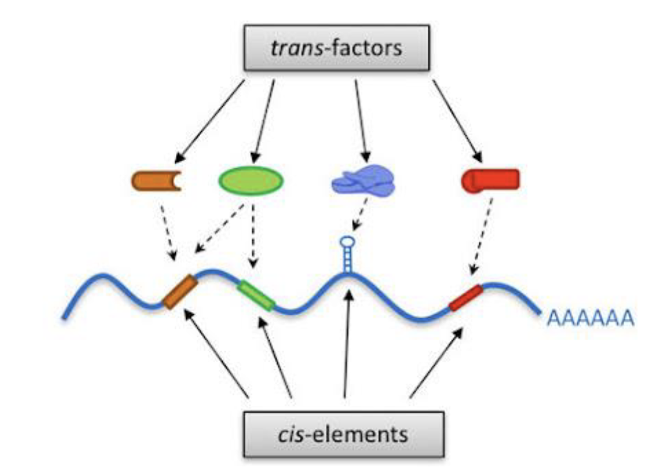 <p>cis elements affect regulation of nearby genes on same DNA molecule</p><ul><li><p>DNA sites act in cis</p></li></ul><p></p>