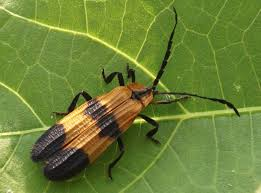 <p>Net-winged beetles</p>