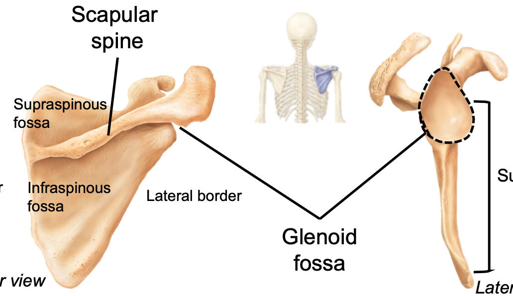 1. AKA glenoid fossa 
2. Appendicular skeleton 
3. Located in pectoral girdle on scapula 
4. Where the humerus articulates
5. Forms shoulder joint 