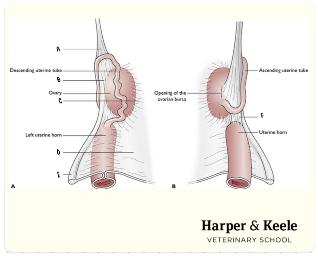 <p>What is the ligament labeled B?</p>
