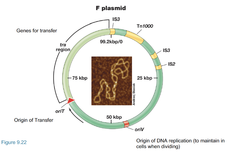 <ul><li><p>oriV: Vertical gene transfer</p></li><li><p>oriT: Horizontal gene transfer</p></li></ul>