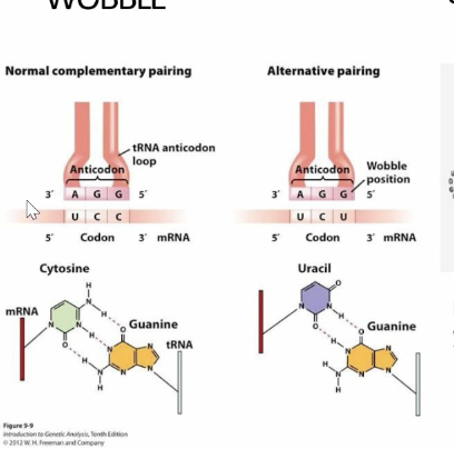 <p>Wobble </p>