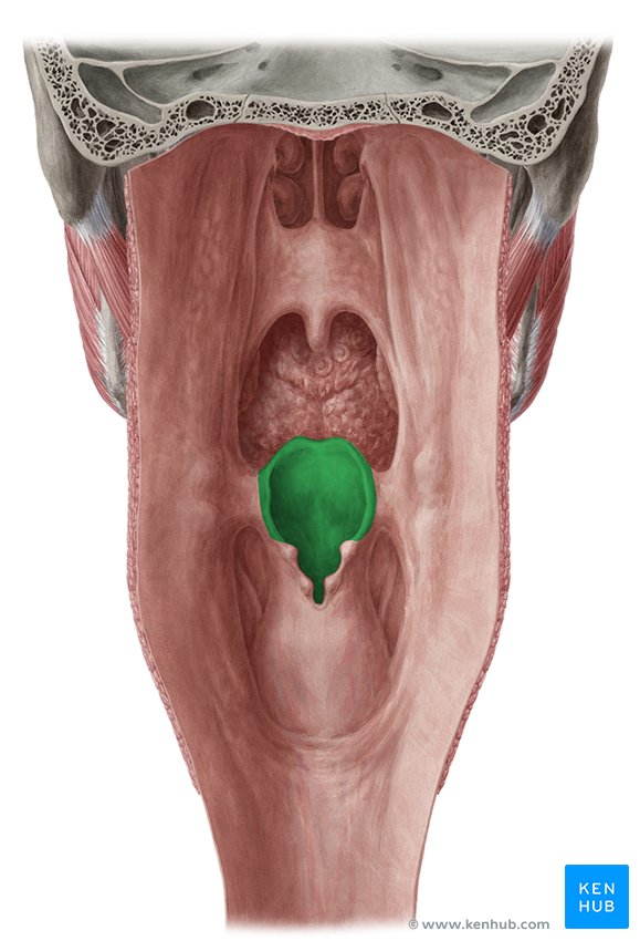 <p>What is this structure? It protects the laryngopharynx when swallowing</p>
