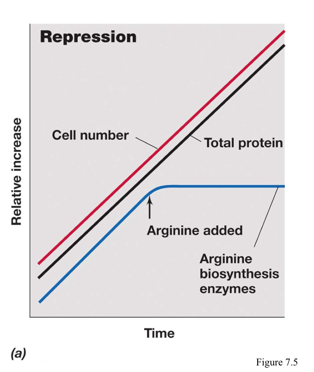 <p>The regulation wherein enzymes that catalyze the synthesis of a specific product (anabolism) are not made if the product is already present in the medium in sufficient amounts.</p>