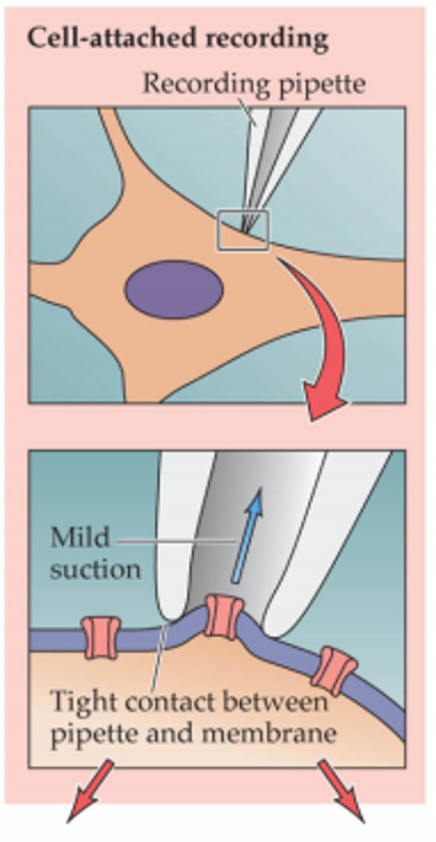 <p>A method used to study the activity of one single ion channel in a neuron.</p>