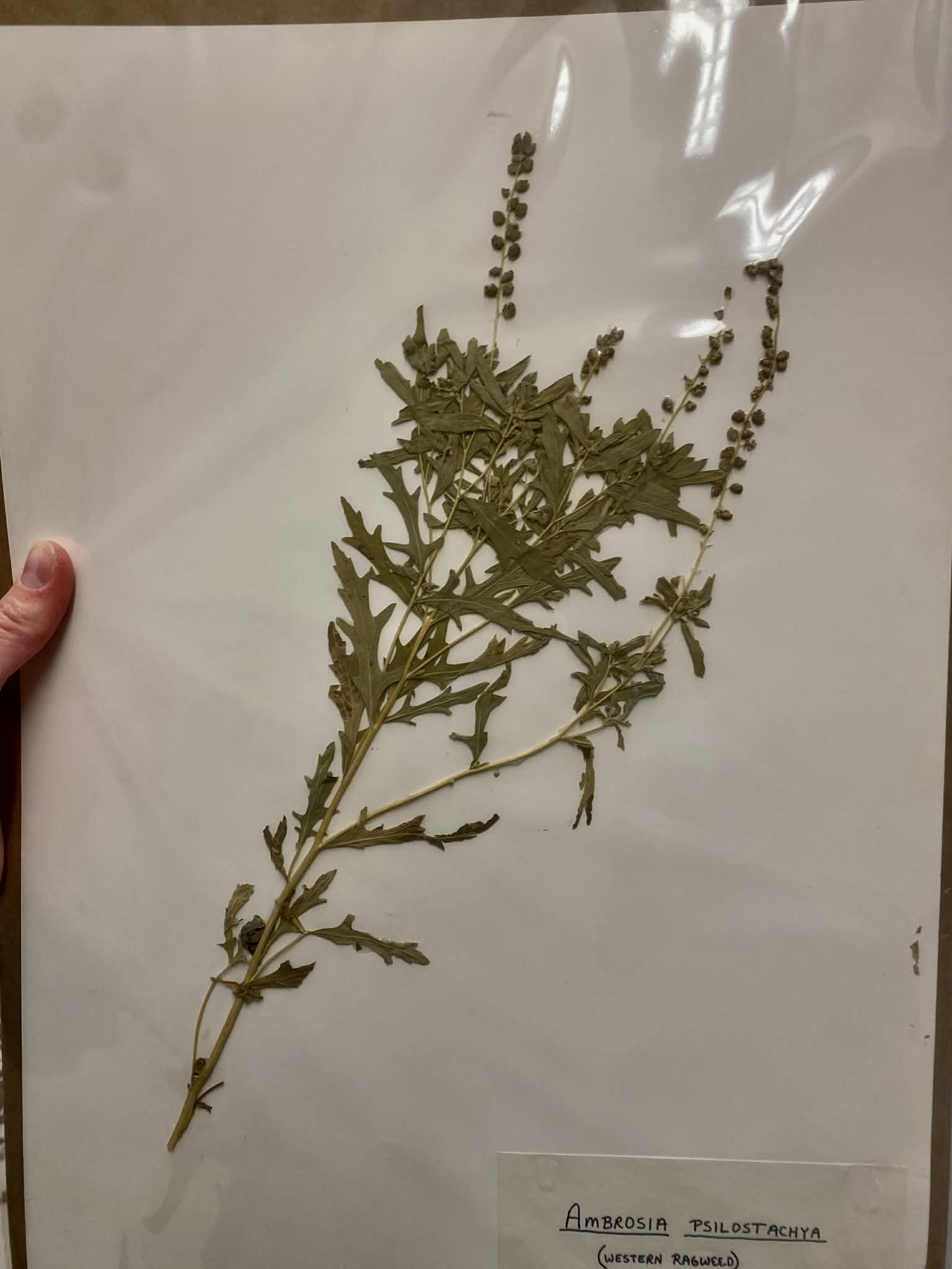 <p>Heliantheae, P, N, Ambrosia psilostachya, Western ragweed</p>