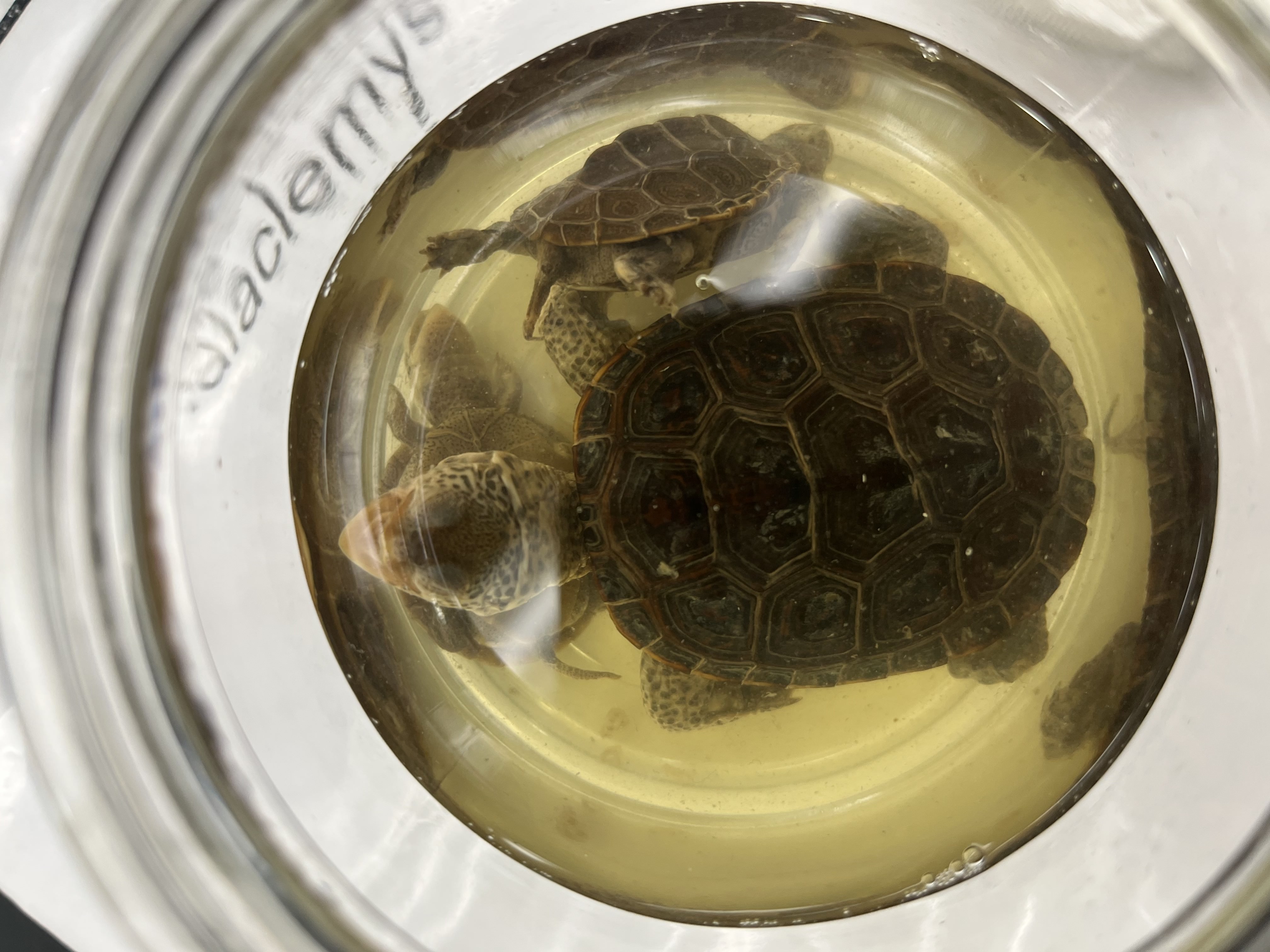 <ul><li><p>small</p></li><li><p>black spotted limbs</p></li><li><p>black scutes outlined with white</p></li><li><p>ridge down spine</p></li><li><p>light nose</p></li><li><p>red outlines shell</p></li></ul><p></p>