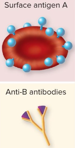 <p>Blood Type A</p>