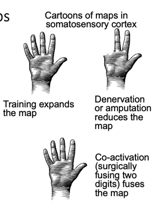 <p>Sensory remapping = rapid changes in somatosensory (motor maps) evident after change in inputs training (new skill)</p>