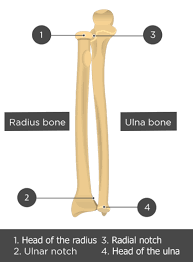 <p>large articular end at distal end of the ulna -  roughly at #4</p>