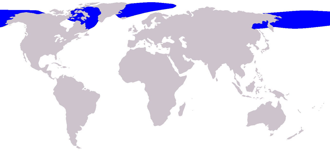 <p>Bowhead whale</p><p>(Balaena mysticetus)</p><p>Arctic and subarctic waters</p><p>14 to 18 m<br>-Dark body with a white chin<br>-Do not have a dorsal fin<br>-Extremely large heads and stocky bodies</p>