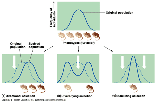 <p>-       Selective pressures within environment affecting frequencies of traits</p><p>o   Directional selection: favours one end of phenotypes</p><p>o   Diversifying/disruptive selection: favours extreme ends of phenotypes</p><p>o   Stabilizing selection: favours middle phenotypes</p>
