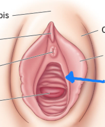 <p>mucus membrane that partially encloses vaginal orifice (hole) and varies person to person</p>