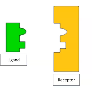 <p>ligand and receptors </p>